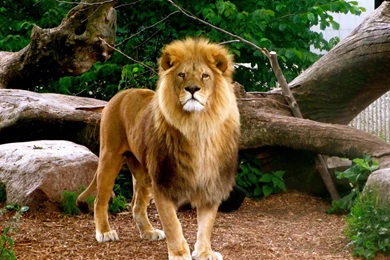 SuperHD.pics: Aslan Lion Animal Nature Trees Desktop Bakcgrounds