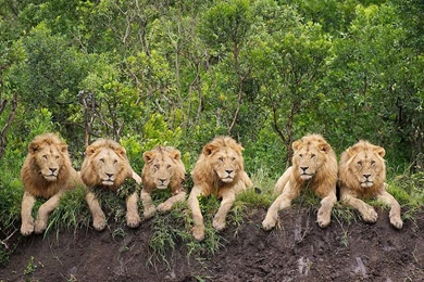 Lion Picture    Animal Wallpapers    National Geographic Photo Of ...