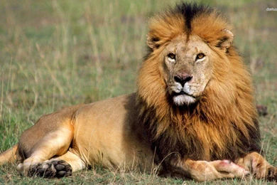 Lion Animal Wallpapers HD Wallpapers On Picsfair.com