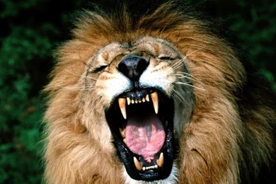 Lion   The Animal Kingdom Wallpapers (13351779)   Fanpop