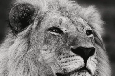 Lion. Collection Of Wild Life Animals Wallpapers For iPhone ...