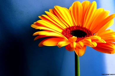 Flower Desktop Wallpapers