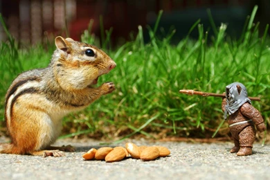 Funny Animal Squirrel Wallpapers