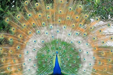 Beautiful Hd Wallpapers 4 U Free Download Beautiful Indian Peacock ...