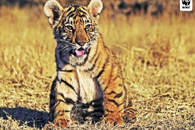 Indian Tiger HD Wallpapers