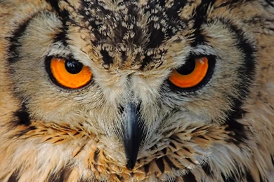 Download Indian Owl Wallpapers   Wallpapers Widest