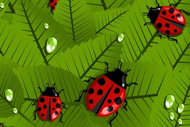 Happy Spring Ladybugs >> HD Wallpaper, Get It Now!