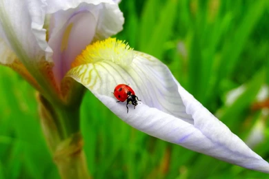 Ladybug   Ladybugs Wallpapers (34832203)   Fanpop