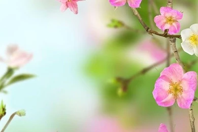 Flowers Live Wallpapers In Cafe Bazaar For Android · Cafe Bazaar ...