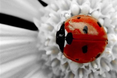 Ladybug iPhone Wallpapers And Backgrounds, HD Wallpapers