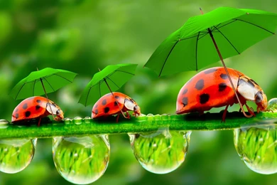 Funny Ladybugs