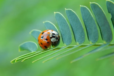Cute Ladybug Wallpapers   (