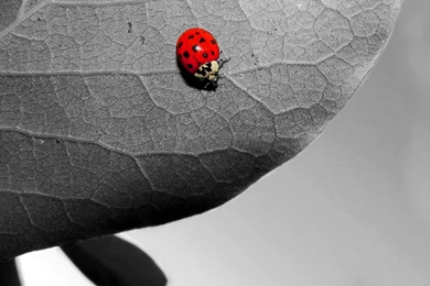 Ladybugs