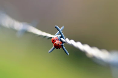 Two Ladybugs On The Barbed Wire Wallpapers
