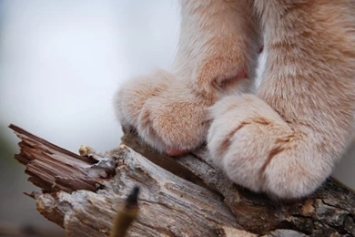 10 Cutest Cat's Paw For Feline Lovers – Good Wallpapers