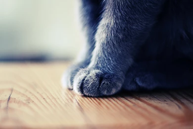 10 Cutest Cat's Paw For Feline Lovers – Good Wallpapers