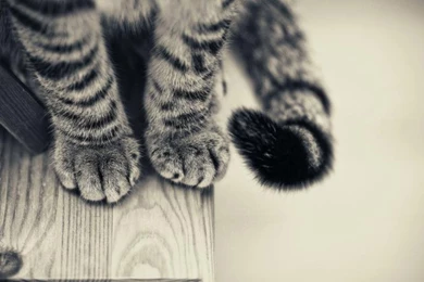 Paw Free Iphone Wallpapers