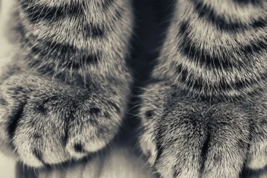 The 20 Cutest Pictures Of Cat's Paws