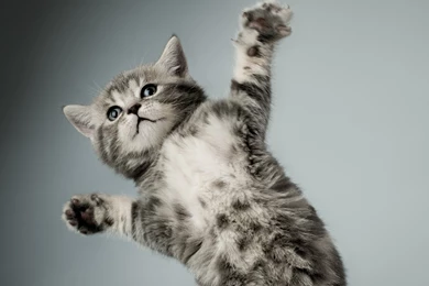 Kitten Gray White Cat Paw Wallpapers