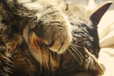 Cat Macro Paw Wallpapers