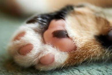 1680x1050 Cute Cat Paw Wallpapers