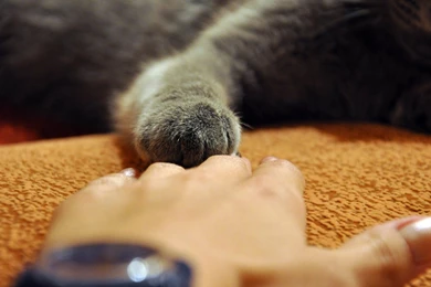 Download Wallpapers 2048x1152 Arm, Paw, Gray, Cat, Touching HD HD ...