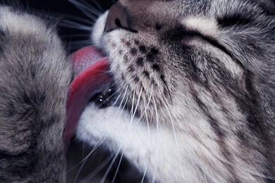 Download Wallpapers 3840x2400 Cat, Paw, Tongue, Lick, Closeup, Face ...