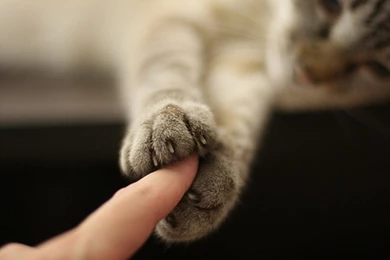 Cats Cat Paws 1601x1066 Wallpaper_www.wall321.com_94.jpg (800×532 ...