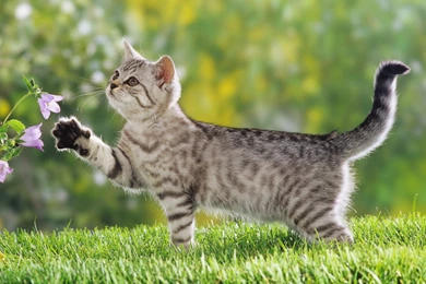 Cute Cat Outdoor, Paw Stretched Out To Reach The Flower, Great ...