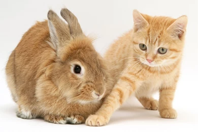 Cats And Friends Wallpapers 25/59