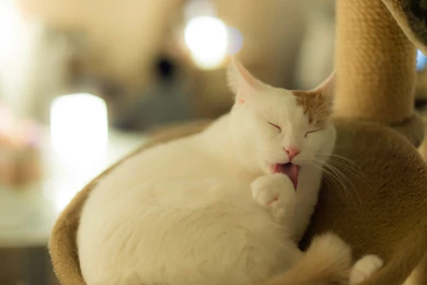 White Cat With A Red Ear Licking His Paw Wallpapers And Images ...