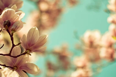 Magnolia Flower Wallpapers & Beautiful Magnolia Pictures