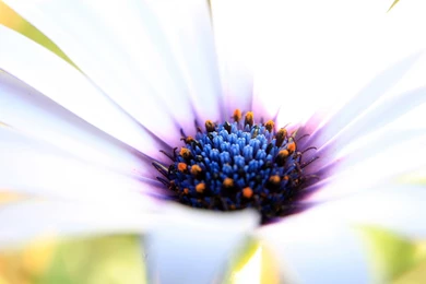 Flowers Wallpapers High Resolution Wallpapers