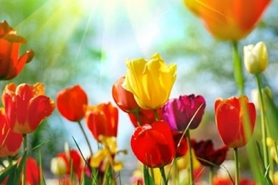 Flowers: Colourful Tulips Colours Flowers Wallpapers HD For High ...