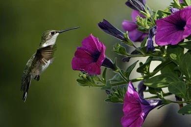 Desktop HD Wallpapers 3d Full Screen Flowers (4)   The Photos Club ...