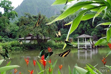 Best Nature Screensaver: Free Butterfly Screensaver Download