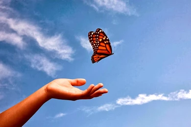 free butterfly images