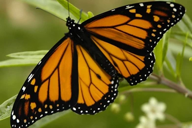 Free Butterfly Screensavers And Wallpapers   Wallpapers HD Base