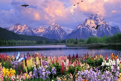 Free Butterflies Screensaver   Butterflies Ponds ...