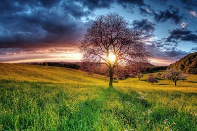 Natural Landscape Sunset Field Sky Tree Full HD Desktop Wallpapers ...