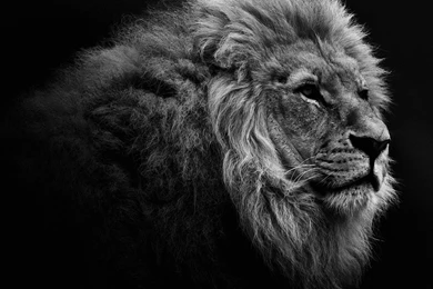 Free Desktop Wallpapers 64F