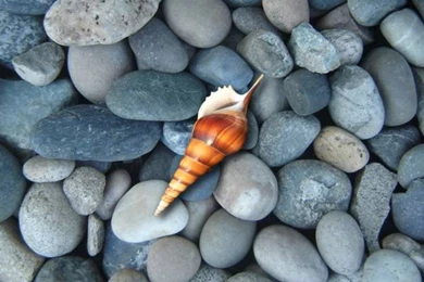 Samsung Galaxy Wallpapers Hd