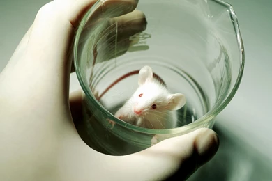 Science Beaker Mouse Scientists