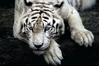 White Tiger Wallpapers D