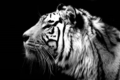 Black And White Tiger Wallpapers HD Resolution : Animal Wallpapers ...