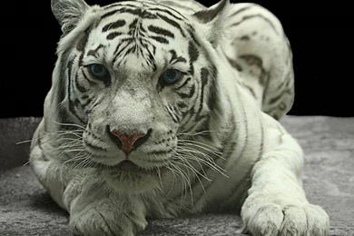 Cute Baby White Tiger Wallpapers