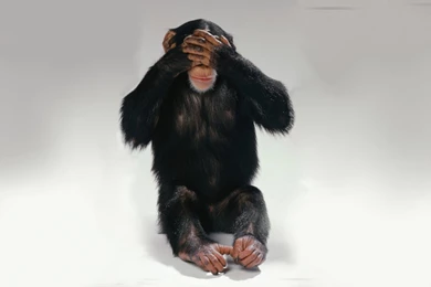 Three Wise Monkeys Wallpapers