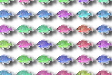 Free Illustration: Fish, Background, Sea, Ocean   Free Image On ...