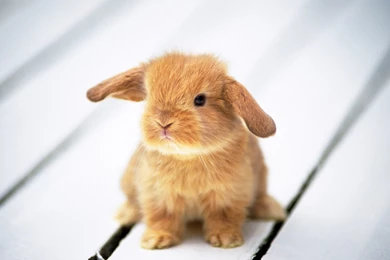 Free Computer Backgrounds