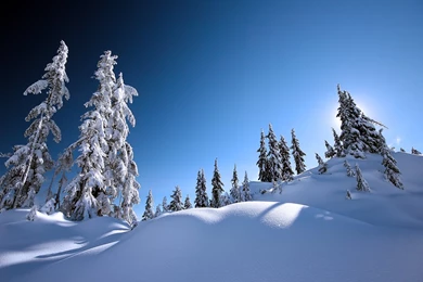 Yule Trees And Snow Wallpaper, Odd Bacteria May Be Link Between ...